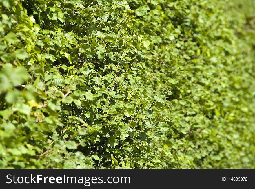 A green hedge stretching into the background.