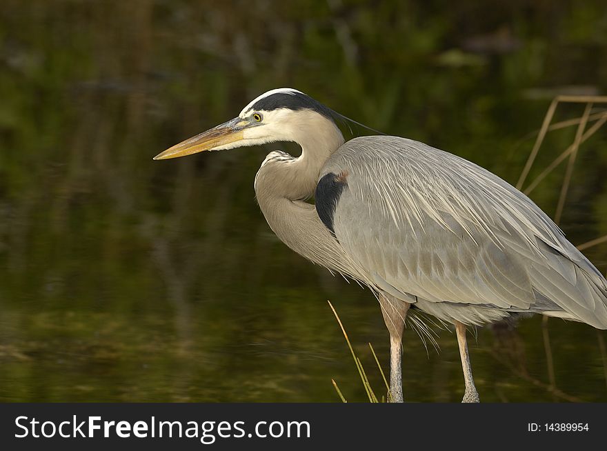 Great Blue Heron In The Water