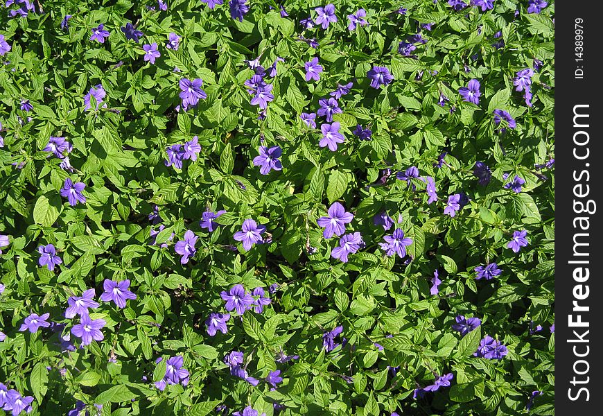 Violet Flowers on an Sunny Day