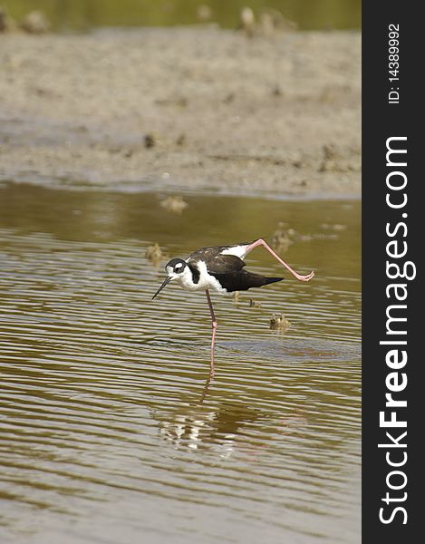 Black Necked Stilt In Water