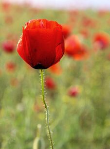 Field With One Poppy Flower In Summer Stock Photos