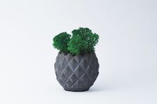 Free Green Moss In A Concrete Pot On A White Background For Designers Stock Image - 143819671