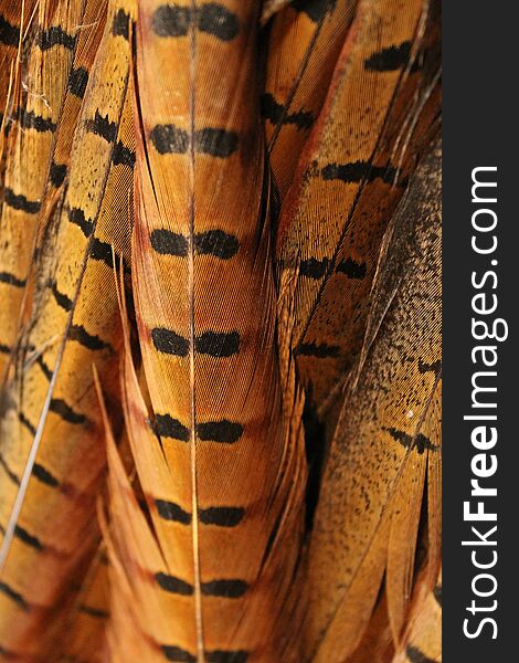 Pheasant feathers background texture. wild bird