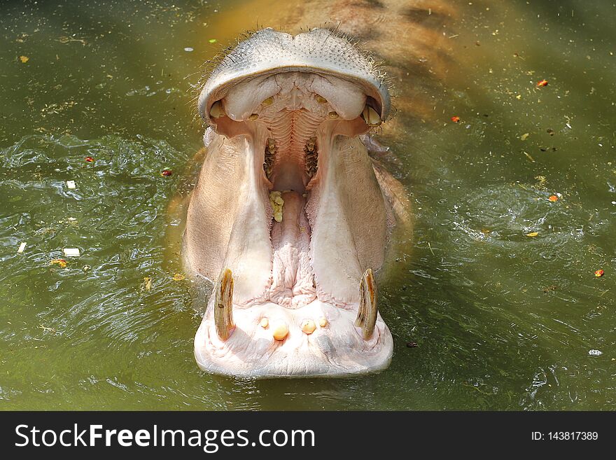 Hippopotamus Open Mouth In The Water