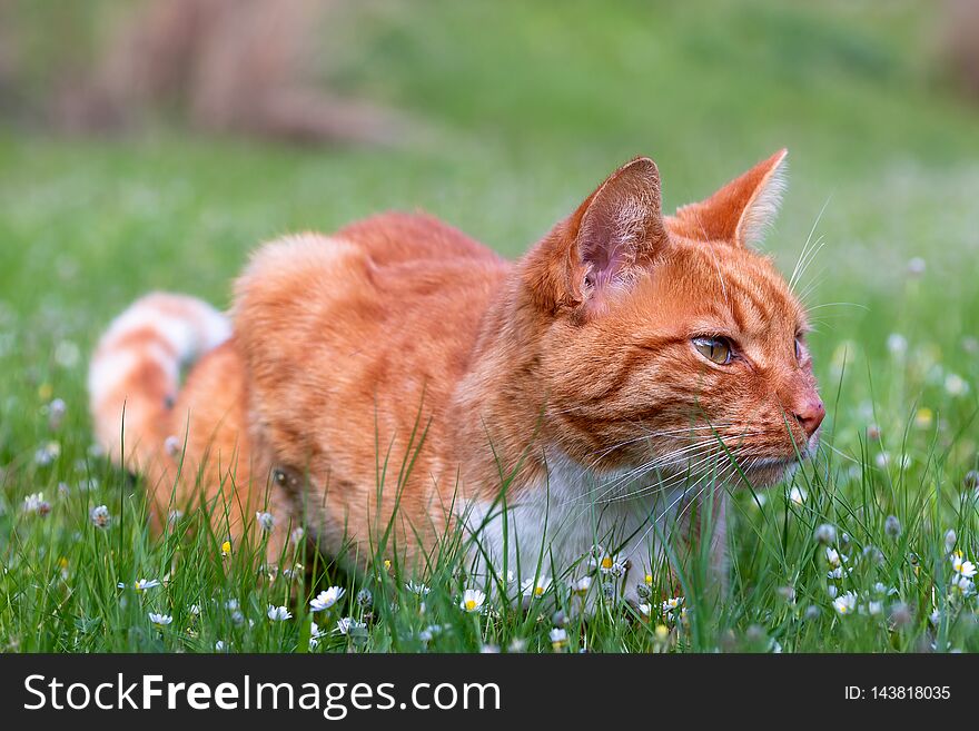 Domestic cat sitting in grass. phoot with blur background.