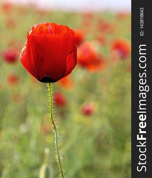 Field with one red poppy flower in summer