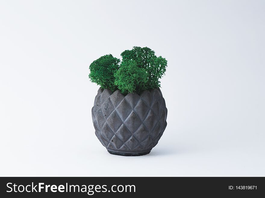 Green moss in a concrete pot on a white background for designers.