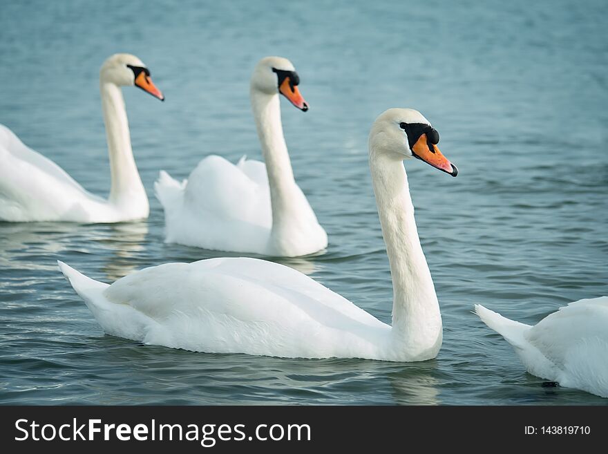Beautiful white swans on the sea. Wildlife. Selective focus. Beautiful white swans on the sea. Wildlife. Selective focus.