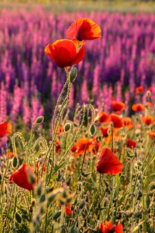 Scenic Summer Colorful Field Of Poppies Royalty Free Stock Photos