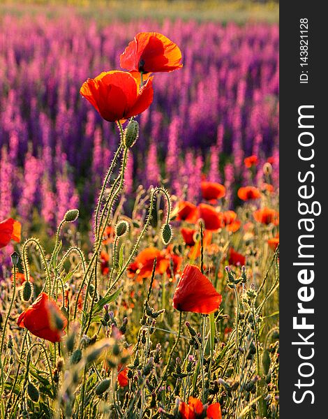 Beautiful summer colorful field of poppies in sunny day. Beautiful summer colorful field of poppies in sunny day
