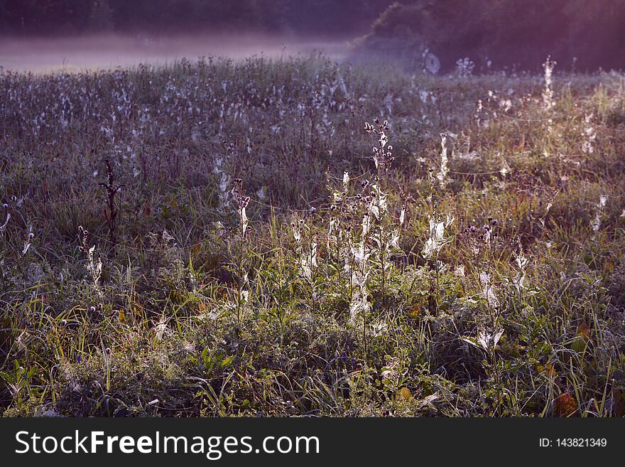 Many dewy spider webs after sunrise in meadow and fog