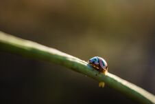 Beautiful Ladybug On The Branch Royalty Free Stock Photography