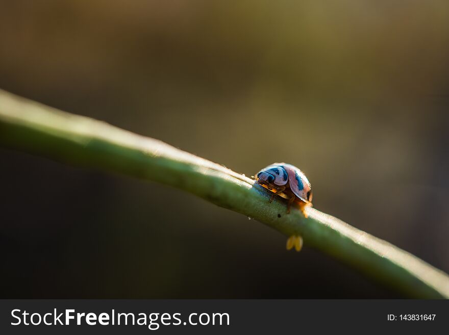 Beetles ladybug on the branch, sunlight, Macro. Beetles ladybug on the branch, sunlight, Macro