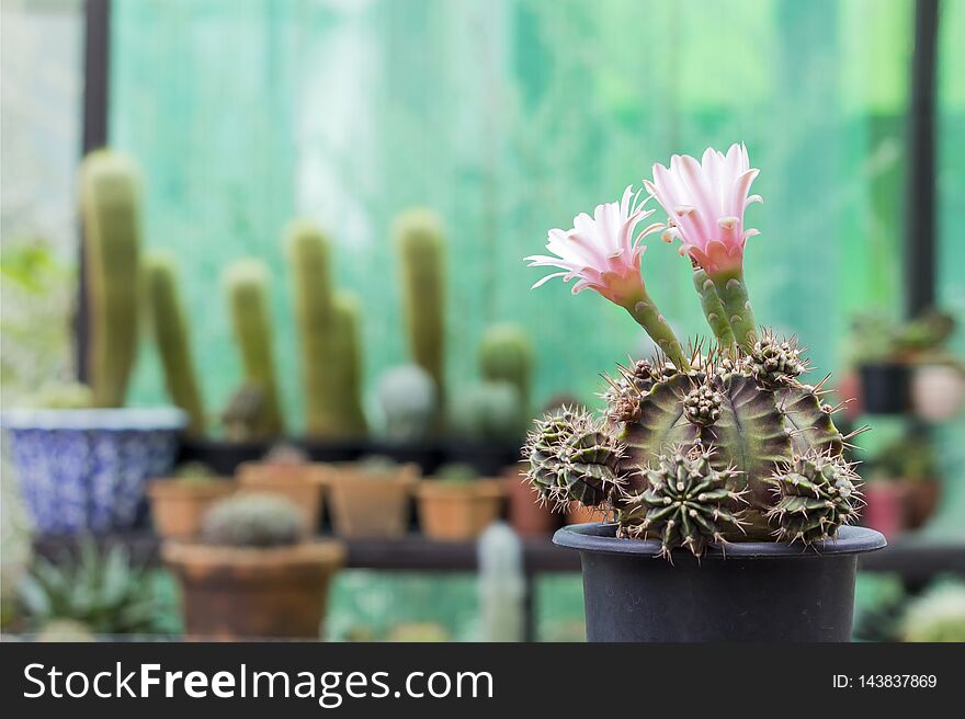 Has pink flower in pot on table and on soft light background in garden