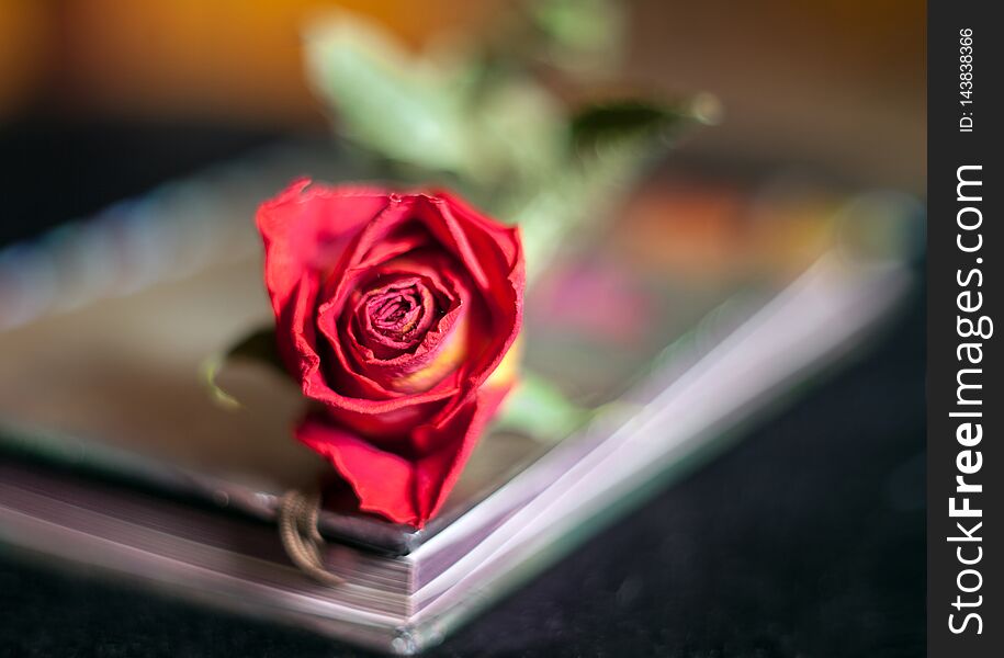 Closeup dried red rose lying on the pages of an old vintage book with a blurred background