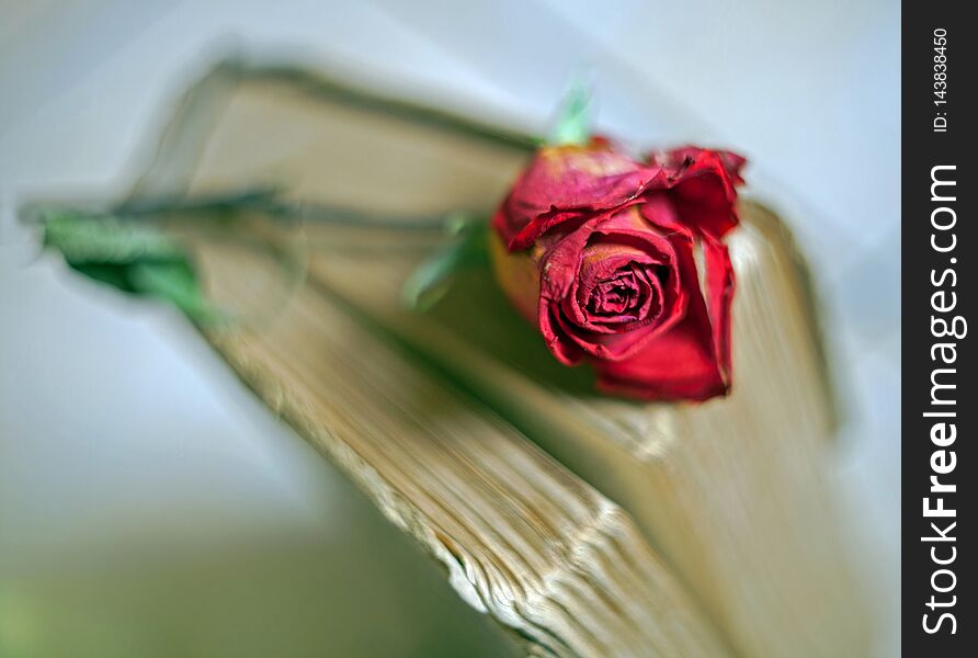 Dried Red Rose Lying On The Pages Of An Old Vintage Book With A Blurred Background