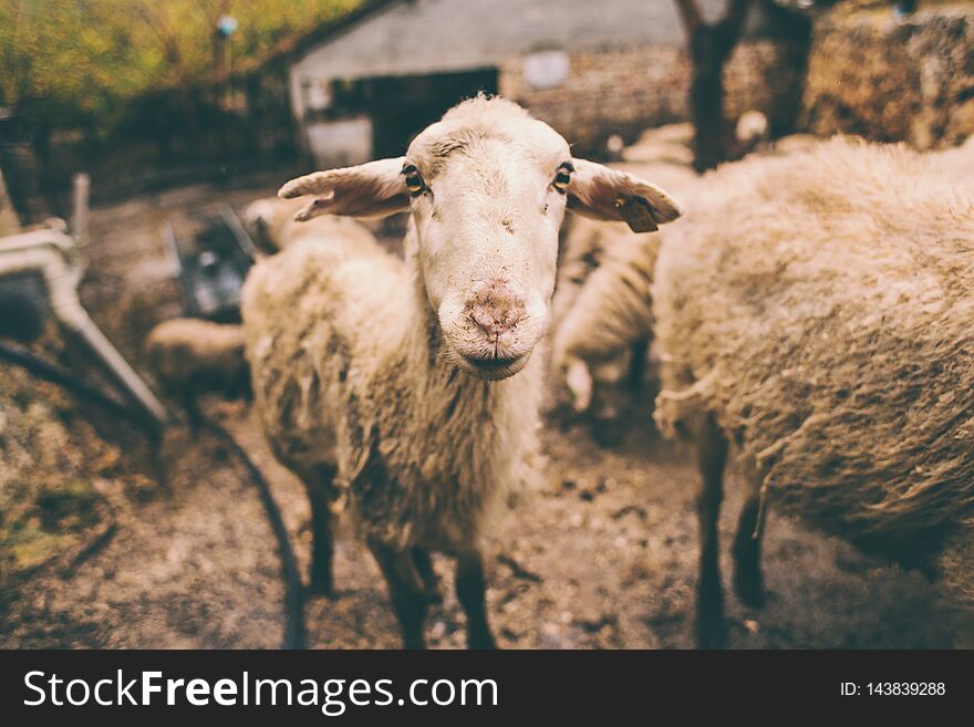 Sheep on the farm. Growing farm animals. Production of raw materials for the manufacture of wool yarn. Sheep`s wool