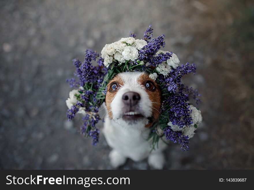 Funny dog in a flower wreath. Happy pet. Cute and sweet Jack Russell Terrier