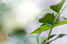 Closeup Healthy Oriental Whip Snake Or Green Viper Ahaetulla Prasina Wiggle Or Resting On Tree Royalty Free Stock Images