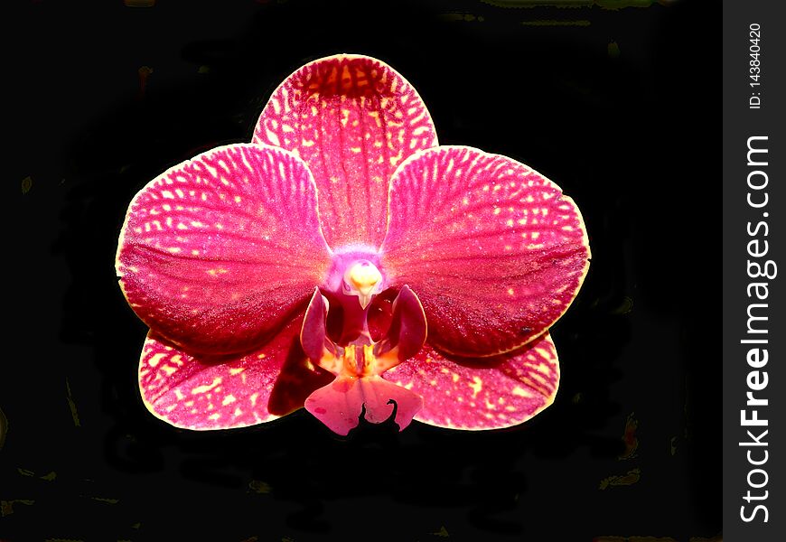 Close up of a Moth Orchid Pink Phalaenopsis on a black background