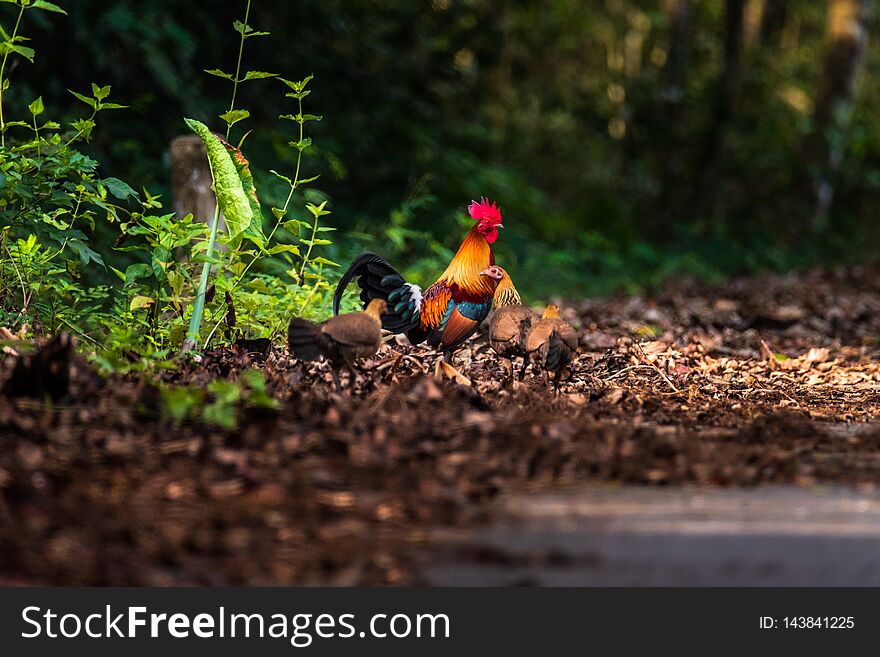 The Red Jungle fowl of Nature in Thailand