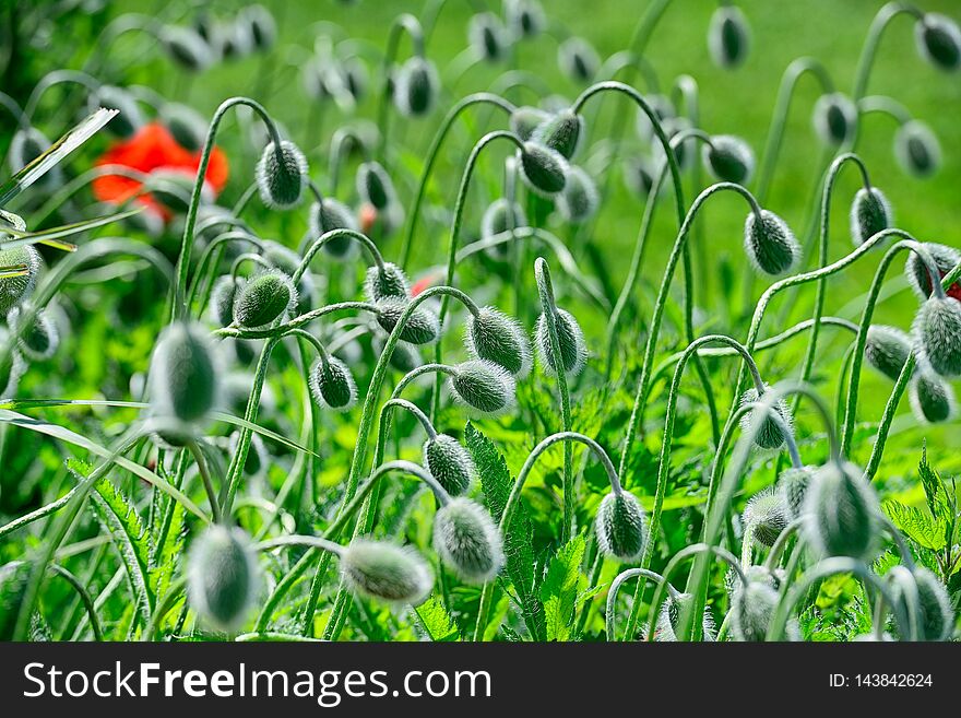 Lots Of Opium Poppy`s In The Fields With Beautiful Flowers