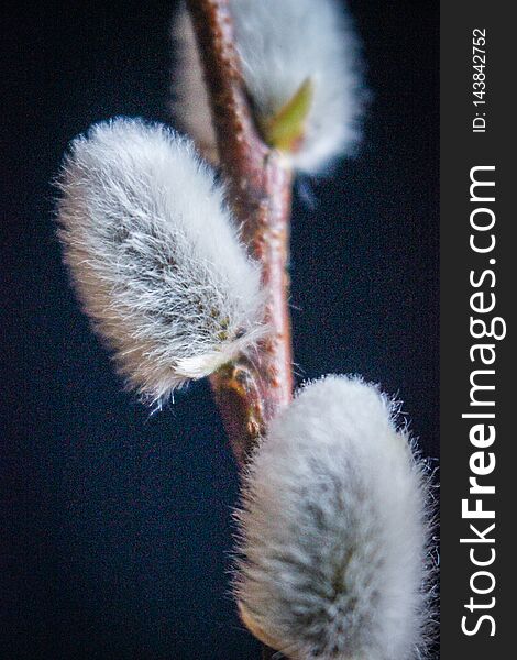 Willow. Early spring willow catkins. A branch with swollen buds for Easter decoration. A willow branch pointing upwards as a symbo