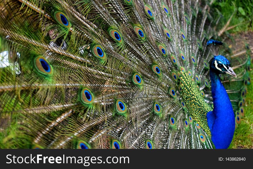 #peacock #isle #feathers #animal #nature #berlin #colour