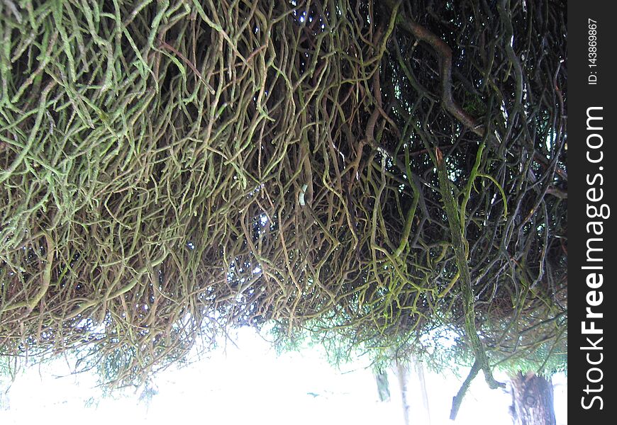 Stem Root Of Tree At Bukit Jamur Rancabolang Ciwidey West Java Indonesia