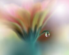 Beautiful Nature Background.Abstract Artistic Wallpaper.Art Photography.Spring Flowers.Water Drop.Plant,pure.Orange,yellow.Ecology Royalty Free Stock Images