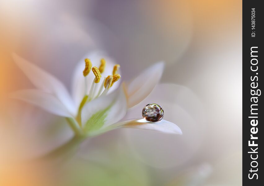 Beautiful Nature Background.Abstract Artistic Wallpaper.Art Macro Photography.Spring Flowers.Water Drop.Plant,pure.White,yellow.