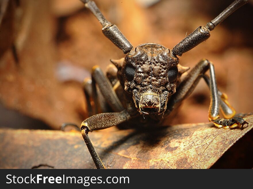 Face to face with longhorn beetle insect