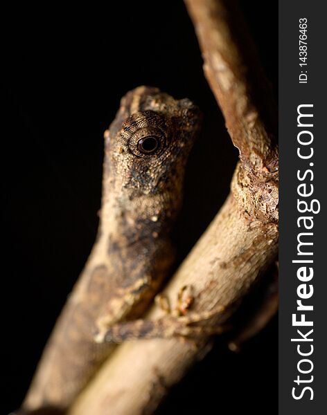 Close Up Eyes Of Geckos On Blurred Black Background