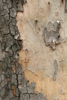 Platan Tree Bark Texture Stock Photos