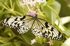 Butterfly Sitting On A Flower Royalty Free Stock Photography Butterfly Sitting On A Flower Royalty Free Stock Photography