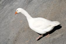 Goose Royalty Free Stock Photo