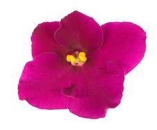 Bright Pink Five Petals Violet Royalty Free Stock Photography
