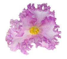 Very Curled Light Pink Violet Royalty Free Stock Images