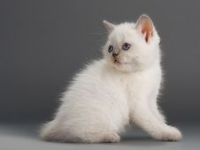 British Kittens Royalty Free Stock Images