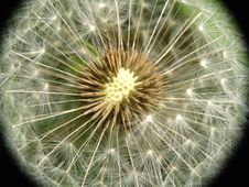 Dandelion Seed Closeup Stock Images Dandelion Seed Closeup Stock Images