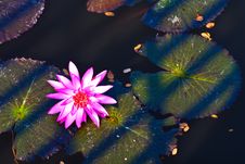 Single Lotus Royalty Free Stock Photos
