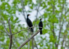 Double Creasted Cormorants Stock Images Double Creasted Cormorants Stock Images
