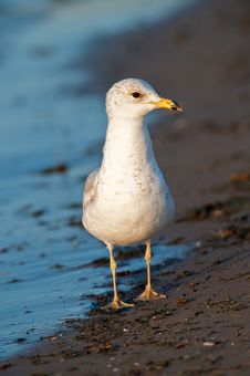 Seagull On The Beach Stock Photo Seagull On The Beach Stock Photo