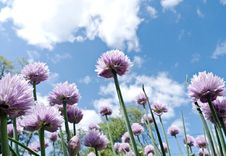 Sky And Chive Blossoms Stock Photos