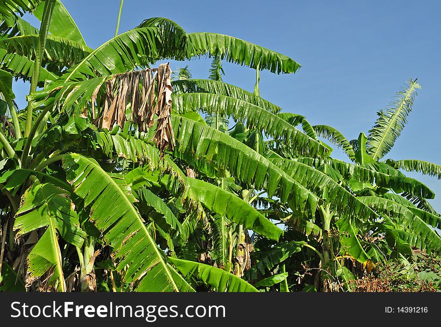 Banana leaf and tree in the gardens