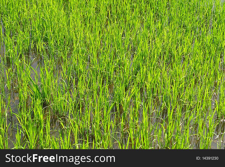 Young paddy in the field