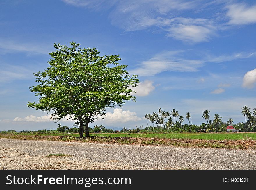 Lonely tree in the farm land