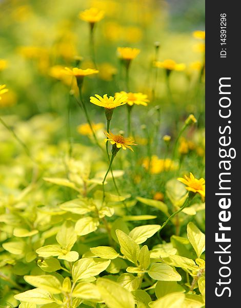 Yellow daisies - with selective depth of field