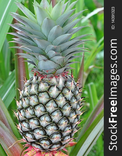 Pineapple tree in the gardens