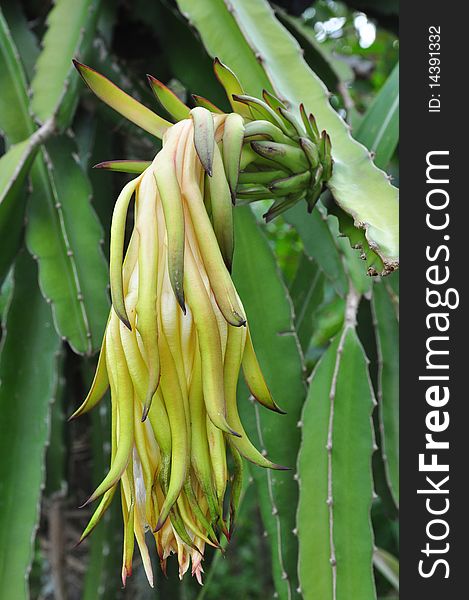 Dragon Fruit Flowers